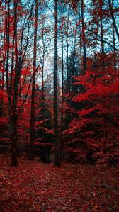 See more ideas about aesthetic wallpapers, cute wallpapers, aesthetic iphone wallpaper. 1668x2388 Free Download Hd Wallpaper Aesthetic Forest Hd Wallpapers Wallpaper Fashionsista Co