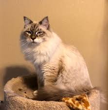 Siberian kittens and cats for sale from longtime breeders of siberian cats in new york state. Siberian Cat Breeders In California And Arizona Siberian Cat World