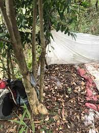 Fotos do corpo de lázaro. Suspeito De Matar Familia No Df Tinha Dois Esconderijos Em Matagal Distrito Federal G1