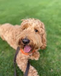 R little puppies is located in kansas. F1b Labradoodle Puppies For Sale California The Y Guide