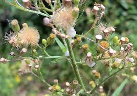 Image result for Erigeron sumatrensis