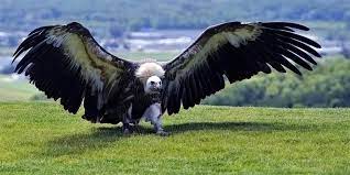 Dec 07, 2018 · 9 largest flying birds in the world wandering albatross. Argentavis Magnificens The Largest Bird Which Ever Flew