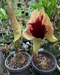 Image result for Afrocanthium pseudorandii