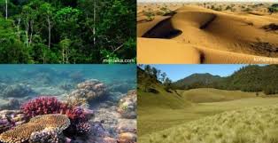 Jadi, populasi adalah kumpulan individu yang serupa. Objek Biologi Pengertian Macam Tingkatan