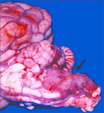 Primary brain tumors seen in dogs and cats include meningioma, glioma, choroid plexus papilloma, pituitary adenoma or adenocarcinoma, and others. Postmortem Photograph Of The Left Side Of The Occipital Cortex Download Scientific Diagram