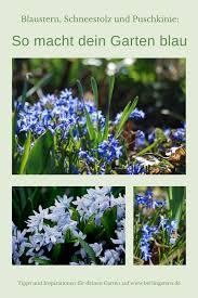 Blaue Und Rosa Sterne Im Garten Von Scilla Und Ihren Schwestern In 2020 Garten Fruhlingsgarten Pflanzen