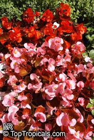 Image result for begonia semperflorens