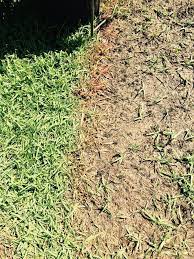 How To Treat Lawn Fungus Organic Lawn Diy Lawn Lawn Treatment