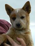 PuppyFind | Red Heeler Puppies for Sale