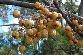 Image result for Melia azedarach