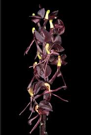 Image result for Liparis nervosa