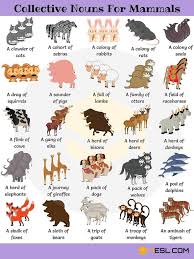Collective Nouns For Mammals Collective Nouns Learn English English Vocabulary