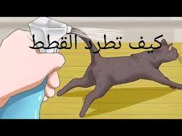 منع القطط من التبول امام باب المنزل Youtube