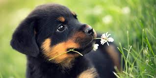 Rottweiler Rotvaydir Kopegi Ozellikleri Tarihcesi Ve Karakter Yapisi Kopek Turleri