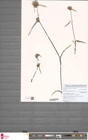 Image result for Cyanotis longifolia