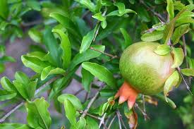 The dwarf pomegranate variety grows to 1 m (3.2 ft) high, and can be grown in pots, even indoors. Raw Pomegranate Pomegranate Pomegranate Tree Fruit Organic Pomegranate Growing Pomegranate Hanging Pomegranate Fruit Green Pomegranate Fruit Tree Raw Pomegranate On Tree Pikist
