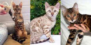 Try contacting massachusetts cat rescue groups that help all breeds. Usfw Recognize The Bengal Breed As Domestic Cats Bengal Cats