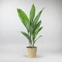 Air purifying plants for bedroom from bloomboxclub.ie