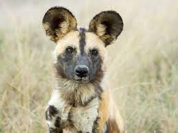 $ your offer must be higher than $5,000. Democracy By Sneeze When Wild Dogs Must Decide They Vote With Their Noses The Two Way Npr