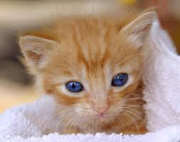 Cat, eyes, cat's eyes, face, tiger, mackerel, red cat, sweet, kitten, domestic cat, attention. Mesmerizing Fun Facts About Cats Eye Colors Cole Marmalade