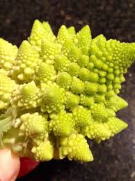 When planting, the seeds need ample space between them in order to grow. Explore The Best Broccoli Varieties For North Florida