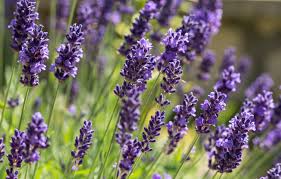 The perfect gifts and flowers, whether it's a special day or any day. 12 Plants That Naturally Keep Unwanted Bugs Away