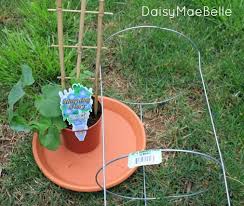 Bird Bath Ideas For Cages Diy Tomato Cage Bird Bath Daisymaebelle Diy Bird Bath Tomato Cage Crafts Bird Bath