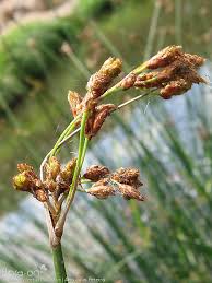 Image result for Schoenoplectus erectus