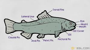 Pin On English Vocabulary
