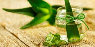 Manfaat lidah buaya untuk rambut selanjutnya adalah mengatasi rambut berminyak. Ternyata Lidah Buaya Lebih Baik Disimpan Dengan Cara Dibekukan Merdeka Com