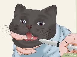 We did not find results for: 6 Ways To Give A Cat A Pill Wikihow Pet