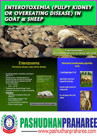 Clostridium perfringens is a bacterium and it produces an unpleasant toxin. Enterotoxemia Pulpy Kidney Or Overeating Disease In Goat Sheep Pashudhan Praharee