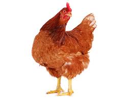 Drink Recipes Pet Chickens Cinnamon Queen Chicken Chickens