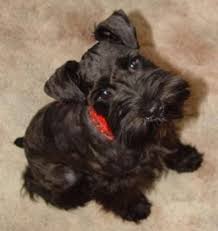 Black And White Schnauzer Pictures Clipart Giant Schnauzer Miniature Schnauzer Embroidery Design Houston Schnauzer Puppys Toy Schnauzer Schnauzer Puppy Schnauzer