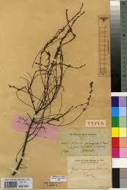 Image result for Napoleonaea gossweileri