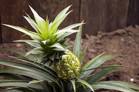 Water your pineapple plant profusely throughout its life. Regrow Your Pineapple Zero Waste California