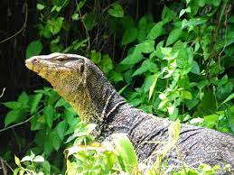 Later he would credit himself depending on role as morten varano or morten hansen. Varano Picture Of Coral Redang Island Resort Pulau Redang Tripadvisor