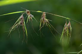 Image result for Themeda triandra
