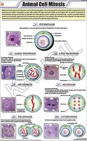 Animal Cell Mitosis For Zoology Chart