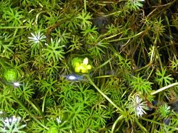 Image result for Ranunculaceae