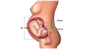 Entwicklung Embryo Fotus Grossen Tabelle Bilder Hallo Eltern
