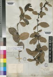 Image result for Salacia kraussii