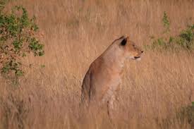 Mixture of fly and drive safari. Top 3 Budget Safari Operators