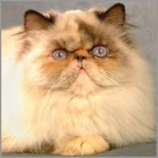 Himalayan Cats Online Com Himalayan Colors Article