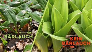 Statt um essbaren bärlauch, der knoblauch ähnelt, habe es sich mit hoher wahrscheinlichkeit um eine herbstzeitlose mit. Barlauch Erkennen Nicht Mit Giftpflanzen Verwechseln Utopia De