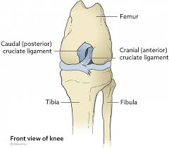 Knee ligament injuries are often the result of rotational movement of the knee joint (e.g., cutting and pivoting movements in sports). Cruciate Ligament Rupture In Cats Vca Animal Hospital