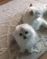 Sizce Ne Istiyor O Minnak Sesiyle Catsofinstagram Cat Kitty Kitten Kittens Scottishfold Kedi Bestmeow Bestcatsi Cat Day Cat Lovers Cats