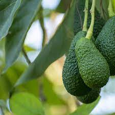 Maybe you would like to learn more about one of these? A Complete Guide To Hass Avocado Trees This Old House