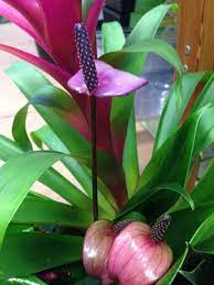 Tulip Variety Of Anthurium A Smaller Purple Flower Anthuriums Have Shiny Arrow Shaped Leaves And Bloom All Year Inside Super Easy To Care For Calla Lilien