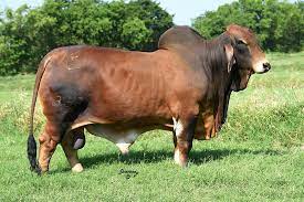 Among our preferred breeds are: Well Bred Well Fed The Caring Of Brahman Bulls For Sale At Moreno Ranches